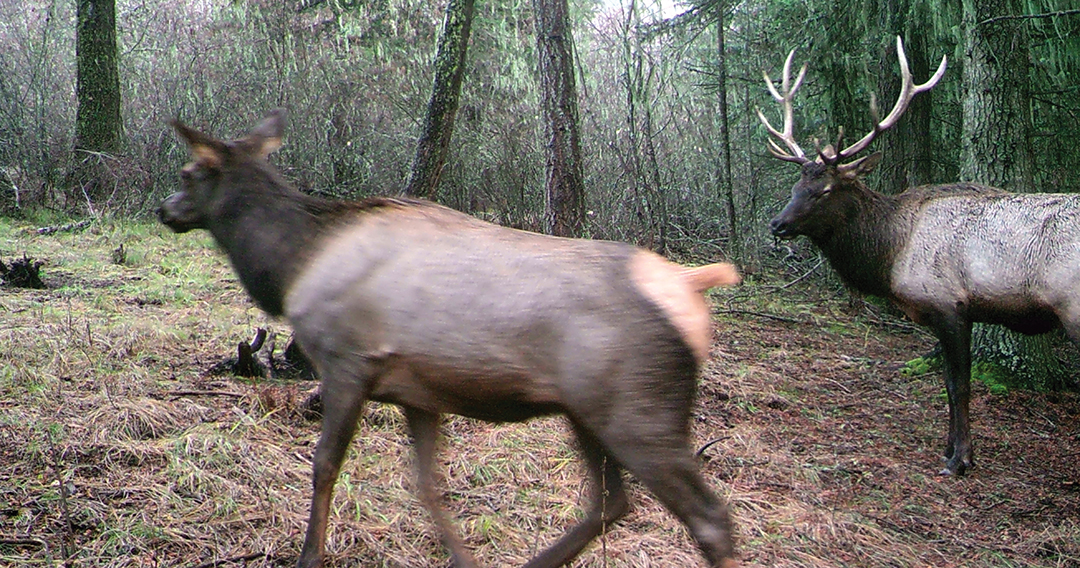 Northern Idaho elk tags provide an over-the-counter opportunity, though hunting pressure is pretty intense.